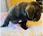 Small Photo #9 American Bully Puppy For Sale in MIDDLETOWN, OH, USA