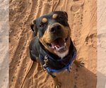 Small Photo #15 Rottweiler-Unknown Mix Puppy For Sale in Kanab, UT, USA