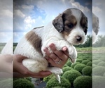 Small Photo #1 English Setterdoodle Puppy For Sale in LIBERTY, KY, USA