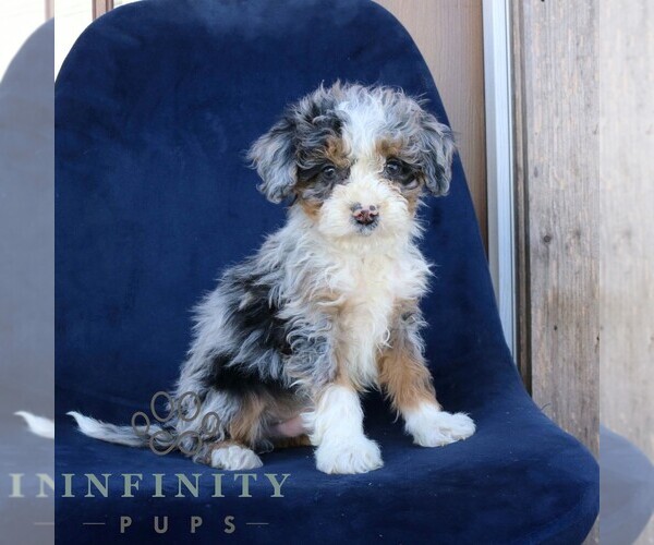 Medium Photo #4 Bernedoodle (Miniature) Puppy For Sale in NARVON, PA, USA