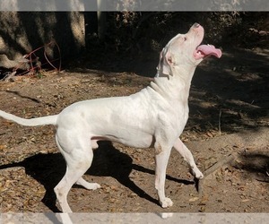 Father of the Dogo Argentino puppies born on 11/21/2020