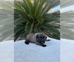 Small Photo #12 Dutch Shepherd Dog Puppy For Sale in LOS ANGELES, CA, USA