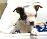 Small #4 Boston Terrier