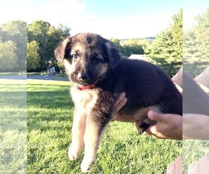 German Shepherd Dog Puppy for Sale in CLARKSBURG, Maryland USA
