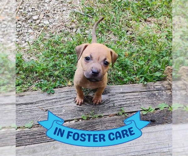 Medium Photo #1 Black Mouth Cur-Unknown Mix Puppy For Sale in Tallahassee, FL, USA