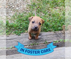 Black Mouth Cur-Unknown Mix Dogs for adoption in Tallahassee, FL, USA