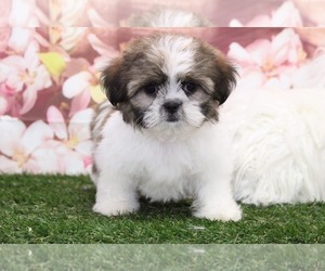 Shih Tzu Puppy for sale in MARIETTA, GA, USA