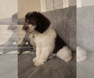 Miniature Labradoodle Puppy for sale in CAVE CREEK, AZ, USA