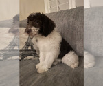 Small Miniature Labradoodle