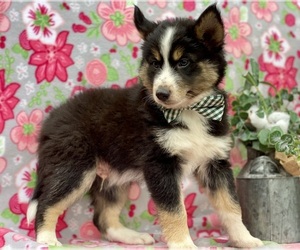 Border Collie-Pomsky Mix Puppy for sale in LANCASTER, PA, USA