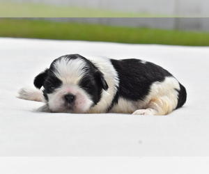 Shih Tzu Puppy for sale in PALM COAST, FL, USA