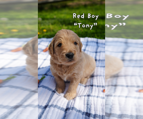 Medium Photo #15 Goldendoodle Puppy For Sale in MATTHEWS, NC, USA