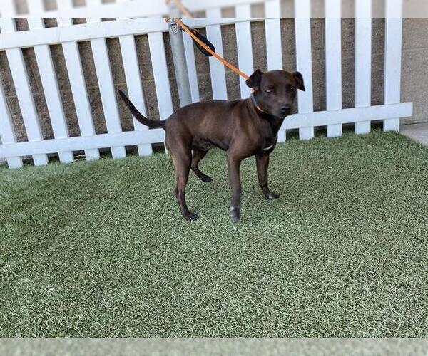 Medium Photo #1 Chihuahua Puppy For Sale in Modesto, CA, USA