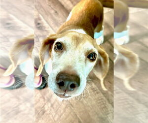Macie - Female Beagle Dog for Adoption - Photo #2