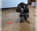 Small Photo #10 German Shepherd Dog Puppy For Sale in LUCERNE, IN, USA