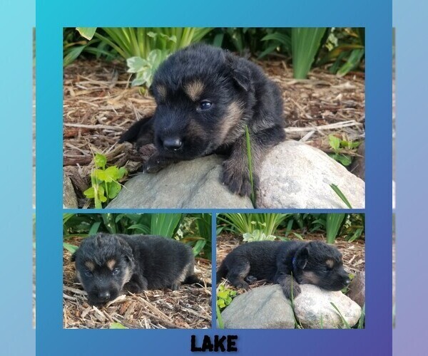 Medium Photo #2 German Shepherd Dog Puppy For Sale in BROOKFIELD, MO, USA