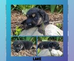 Small #1 German Shepherd Dog