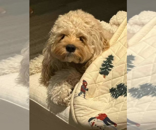 Medium Photo #14 Cockapoo (Miniature) Puppy For Sale in BUCKLEY, WA, USA