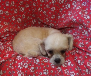 Mal-Shi Puppy for sale in PATERSON, NJ, USA