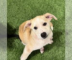 Small pomeranian spitz Mix