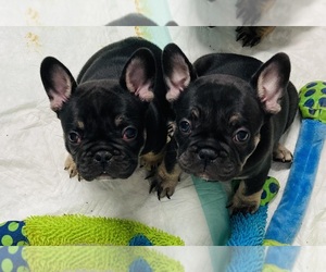 French Bulldog Puppy for sale in LOUISVILLE, KY, USA