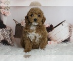 Puppy Finley AKC Poodle (Miniature)