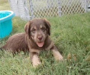 Labradoodle Puppy for sale in AUSTIN, TX, USA