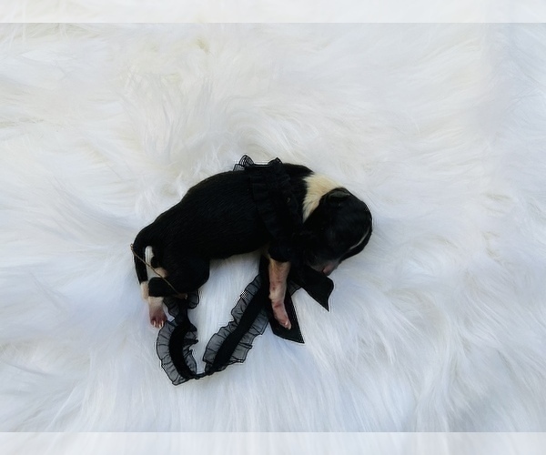 Medium Photo #24 Pomeranian Puppy For Sale in HAYWARD, CA, USA