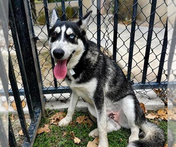 Medium Photo #2 Siberian Husky-Unknown Mix Puppy For Sale in Riverside, CA, USA