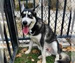 Small #1 Siberian Husky Mix