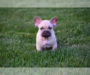 French Bulldog Puppy for sale in CHICAGO, IL, USA