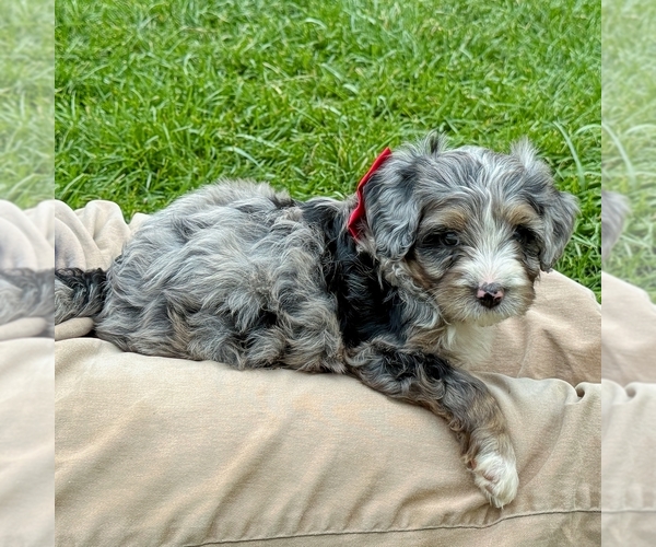 Medium Photo #2 Bernedoodle (Miniature) Puppy For Sale in ROY, UT, USA
