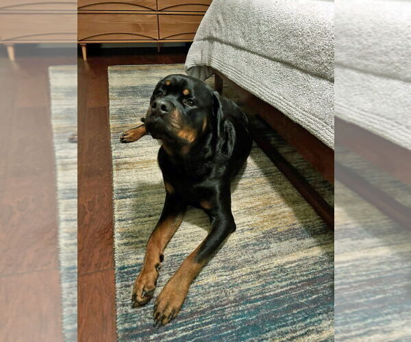 Medium Photo #3 Rottweiler Puppy For Sale in White Hall, AR, USA