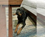Small #2 Rottweiler