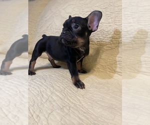 French Bulldog Puppy for sale in JACKSONVILLE, FL, USA
