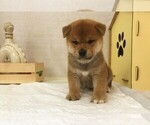 Small Photo #5 Shiba Inu Puppy For Sale in NEW YORK, NY, USA