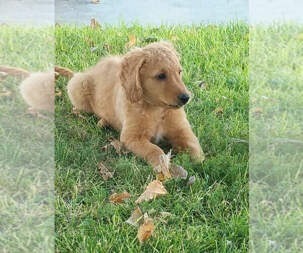 Medium Photo #3 Goldendoodle Puppy For Sale in CHINA LAKE, CA, USA