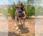 Small #3 German Shepherd Dog Mix