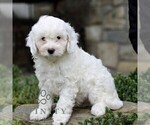 Image preview for Ad Listing. Nickname: Henry