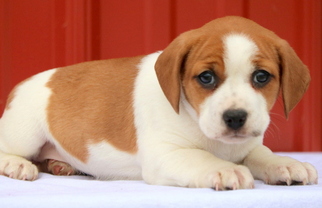 Jack-A-Bee Puppy for sale in MOUNT JOY, PA, USA