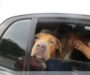 Rhodesian Ridgeback Dogs for adoption in Ocala, FL, USA