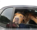 Small Rhodesian Ridgeback