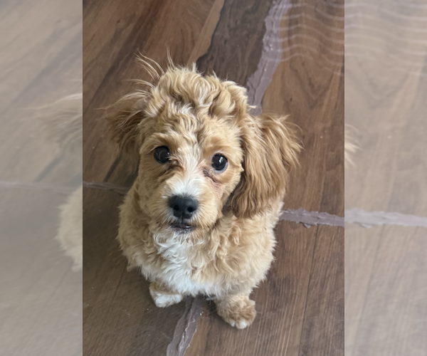 Medium Photo #2 Shih-Poo Puppy For Sale in AURORA, IL, USA