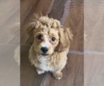 Small #1 Shih-Poo