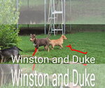 Small Photo #2 Aussiedor Puppy For Sale in Southbury, CT, USA