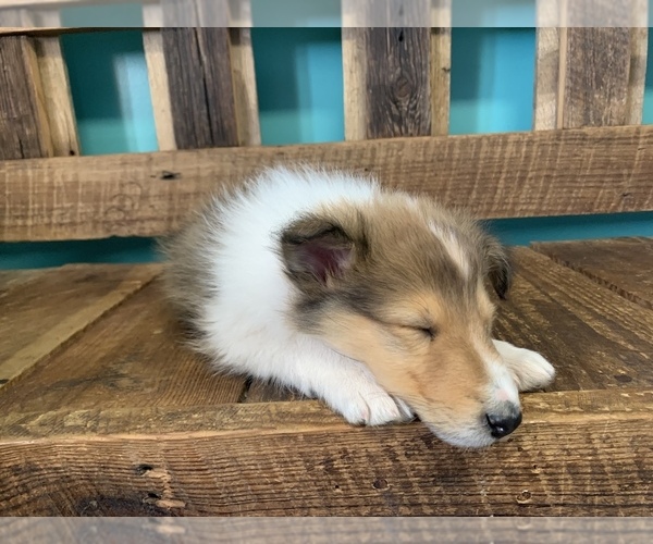 Medium Photo #1 Collie Puppy For Sale in BOAZ, AL, USA