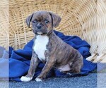 Small #4 Boston Terrier-Cavalier King Charles Spaniel Mix