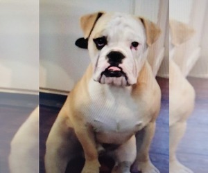 Bulldog-Mutt Mix Dogs for adoption in PHOENIXVILLE, PA, USA