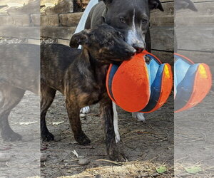 Bindi #2 - Female Labrador Retriever-Unknown Mix Dog for Adoption - Photo #3
