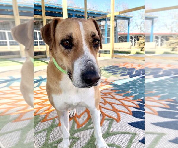 Medium Photo #2 Mutt Puppy For Sale in San Leon, TX, USA